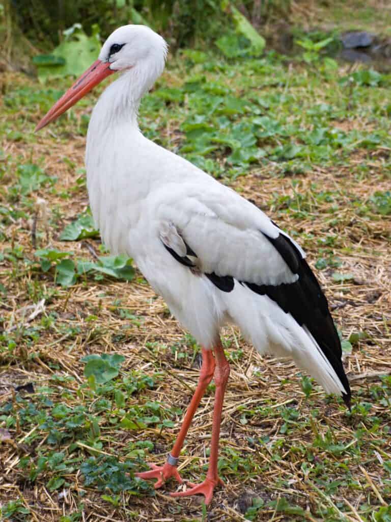 White Stork
