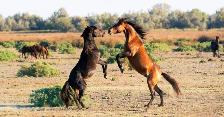 wild horses engaging in horseplay on the plains, just one of the animals in romania you might see