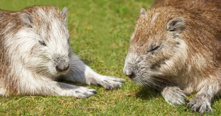 two hutias, the national animal of cuba