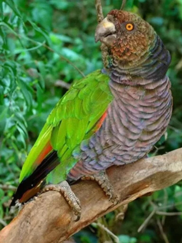 Sisserou parrot (aka Imperial Amazon parrot or Dominican amazon parrot) 