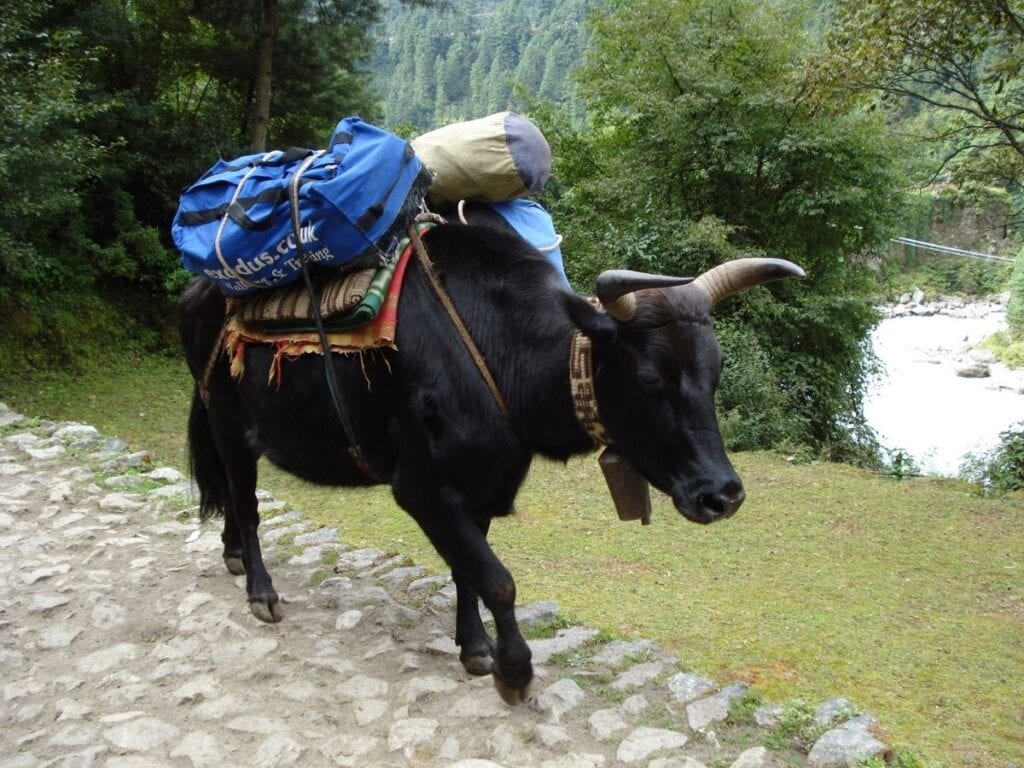 🇳🇵 10 Fun Facts You Don't Know About the National Animal of Nepal (#9 ...