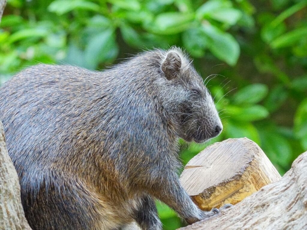 cuban hutia