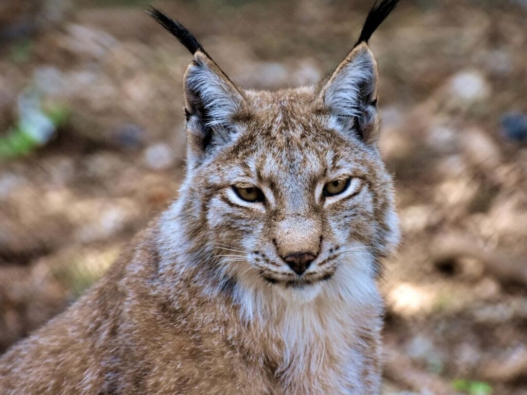 lynx black ear tufts