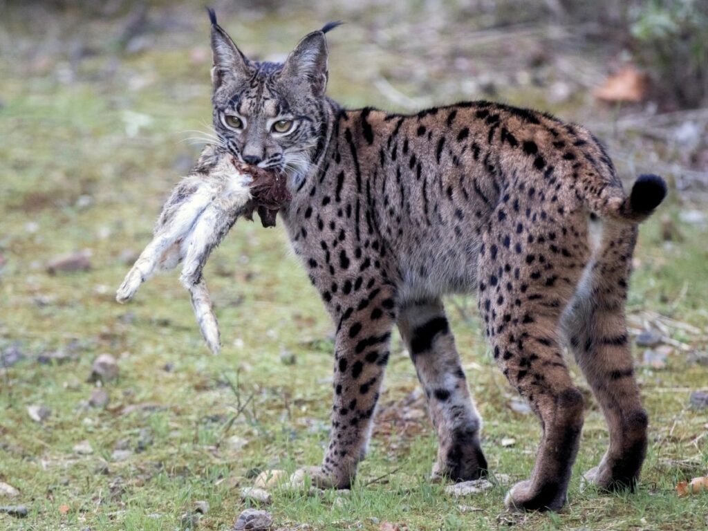 romanian lynx with prey
