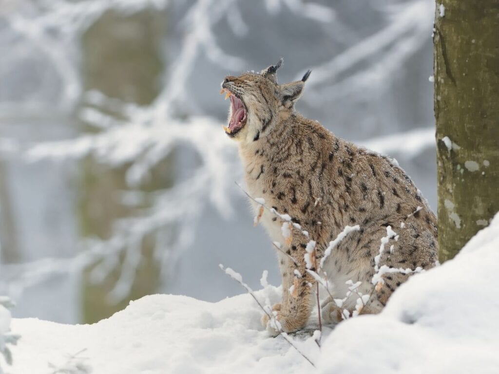 eurasian lynx howling