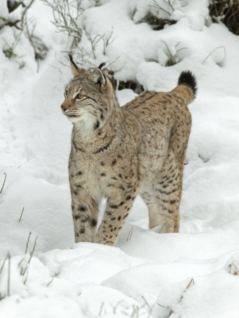 eurasian lynx in the snow
