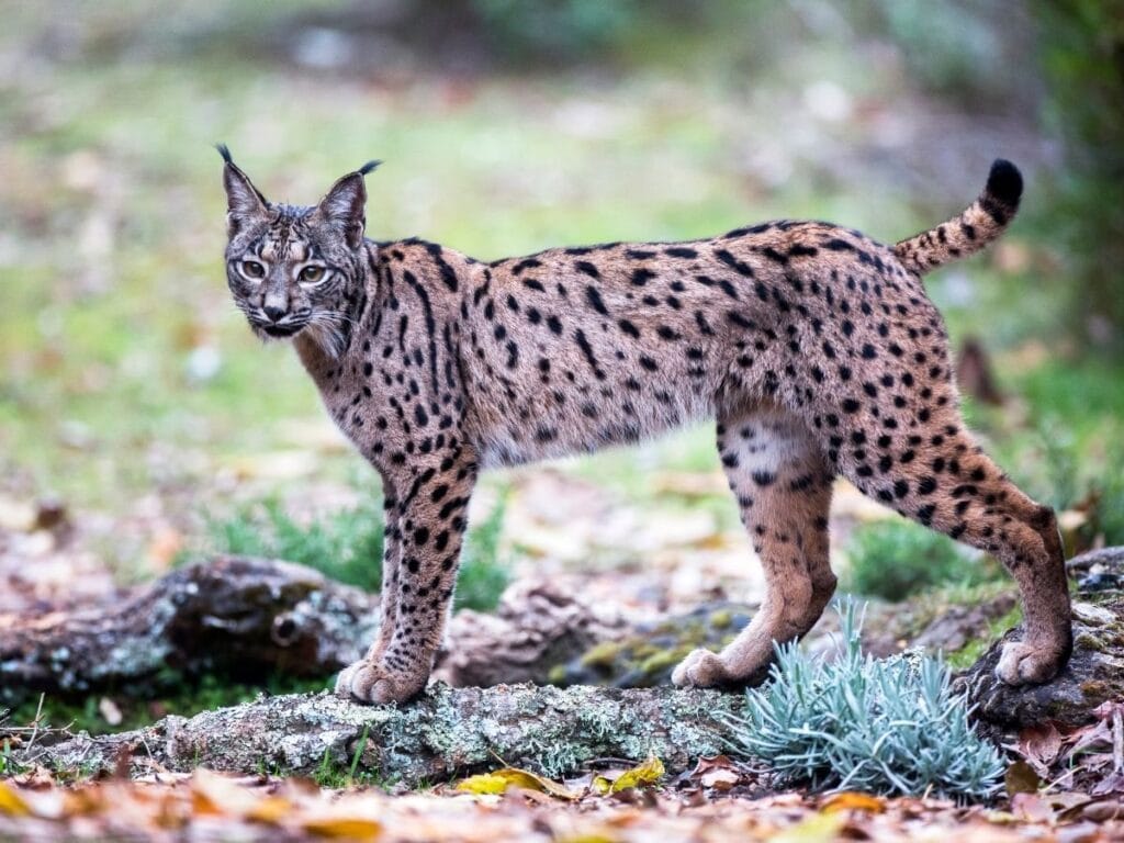 unique lynx spot pattern