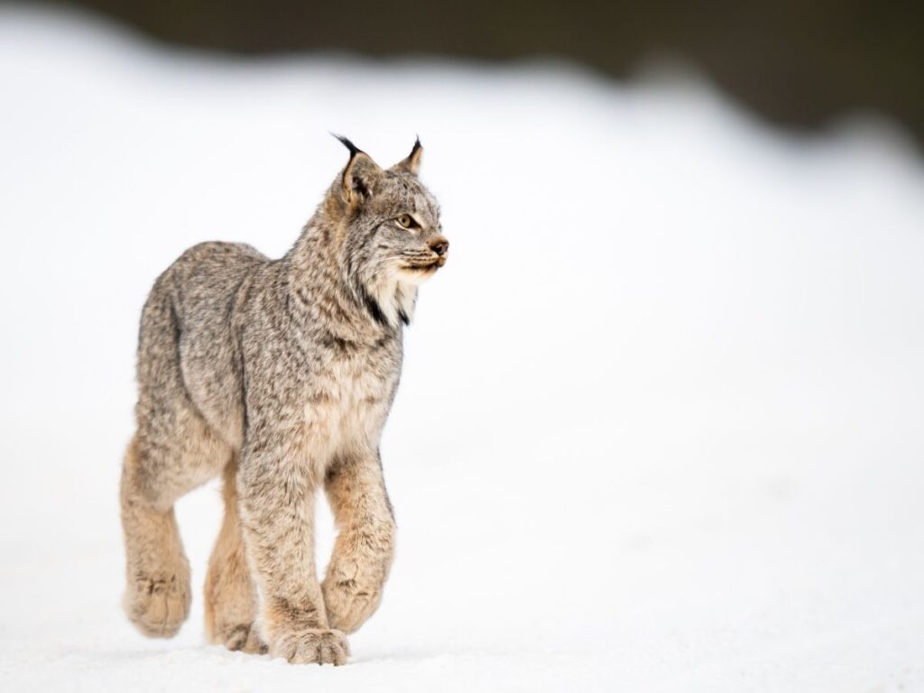 lynx prowling