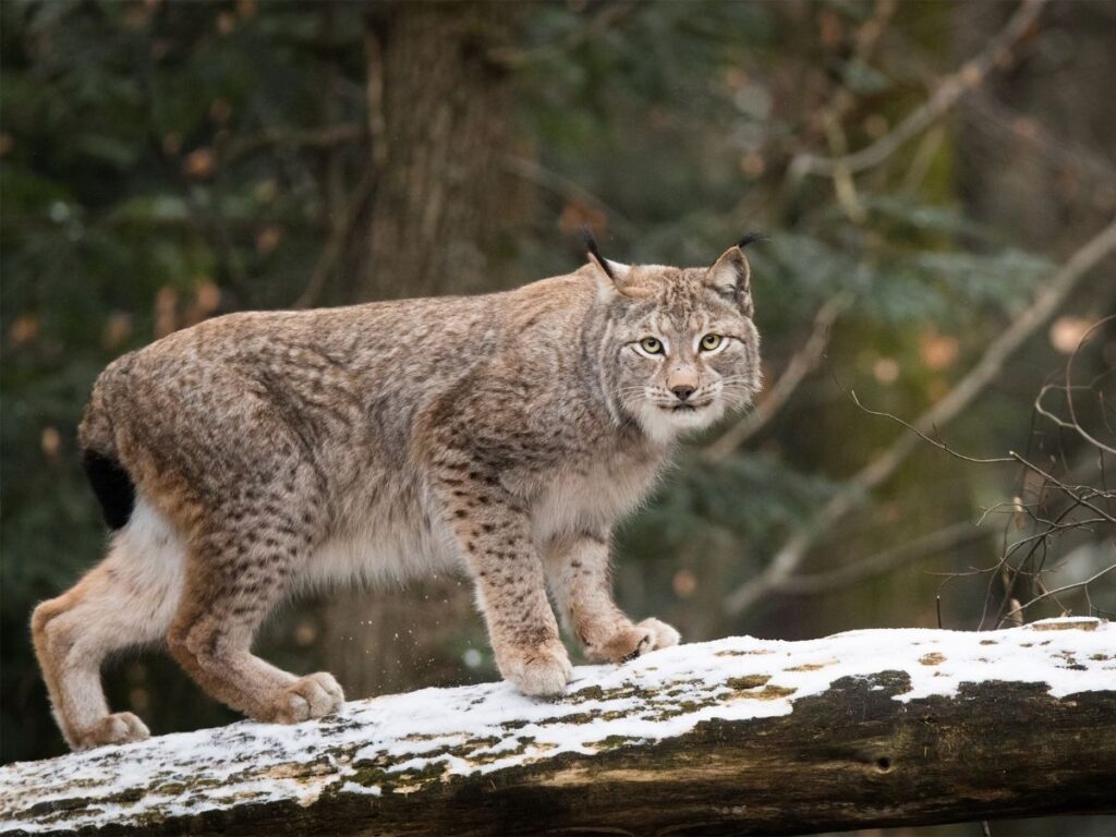eurasian lynx walks across a fallen tree