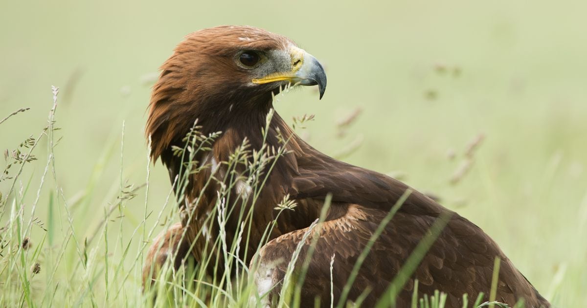 golden eagle, the national animal of albania, in a field