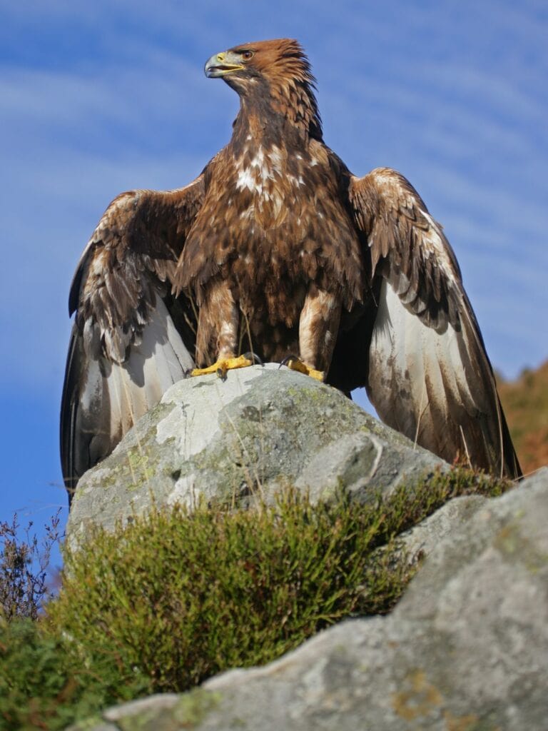 golden eagle in albania mountains