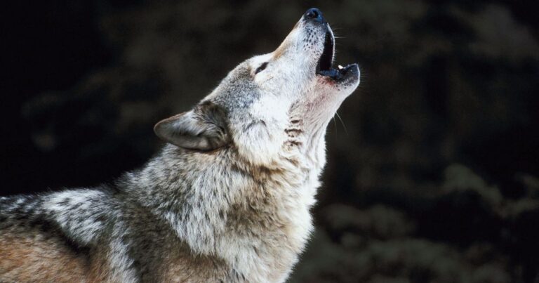 Grey Wolf, the national animal of serbia, howling