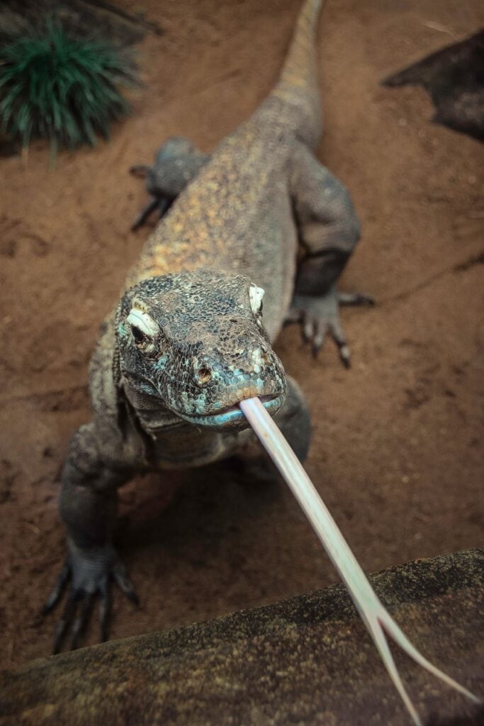 komodo dragon with giant tongue out