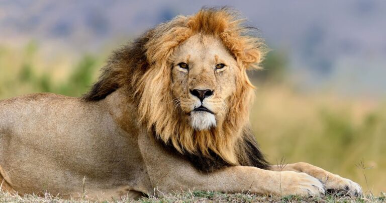 a male lion, the national animal of bulgaria, laying down