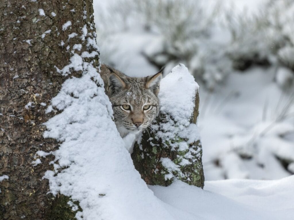 lynx hiding behind a tree