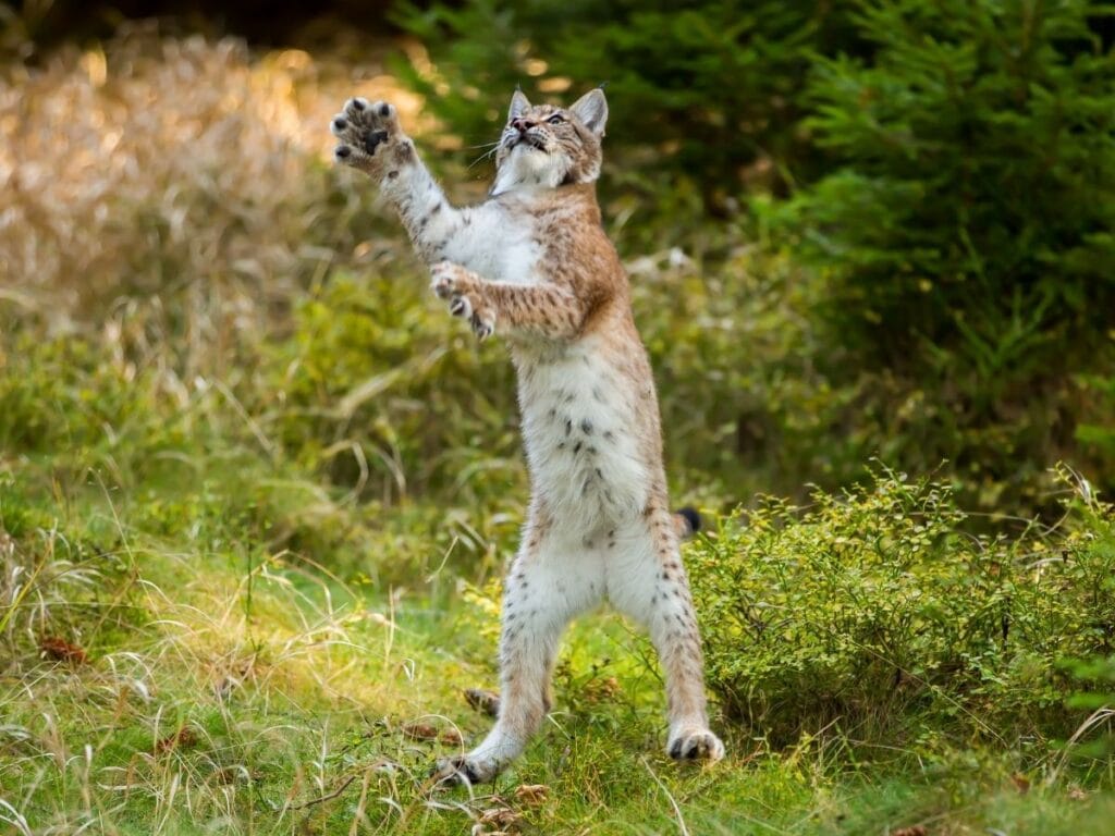 lynx jumping