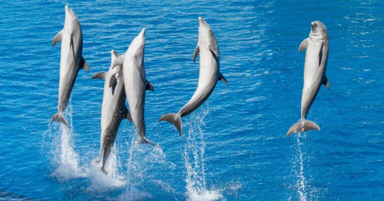 pod of 5 common dolphins, the national animal of greece, jumping out of the water