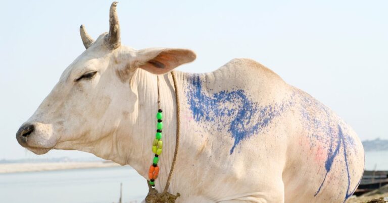 a painted cow, the national animal of nepal