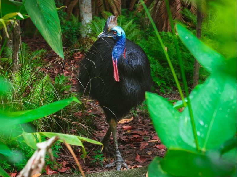 southern cassowary walking in the forest