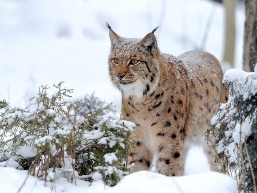 spotted euraisian lynx in the snow