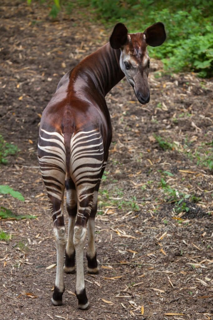 Okapi with striped legs