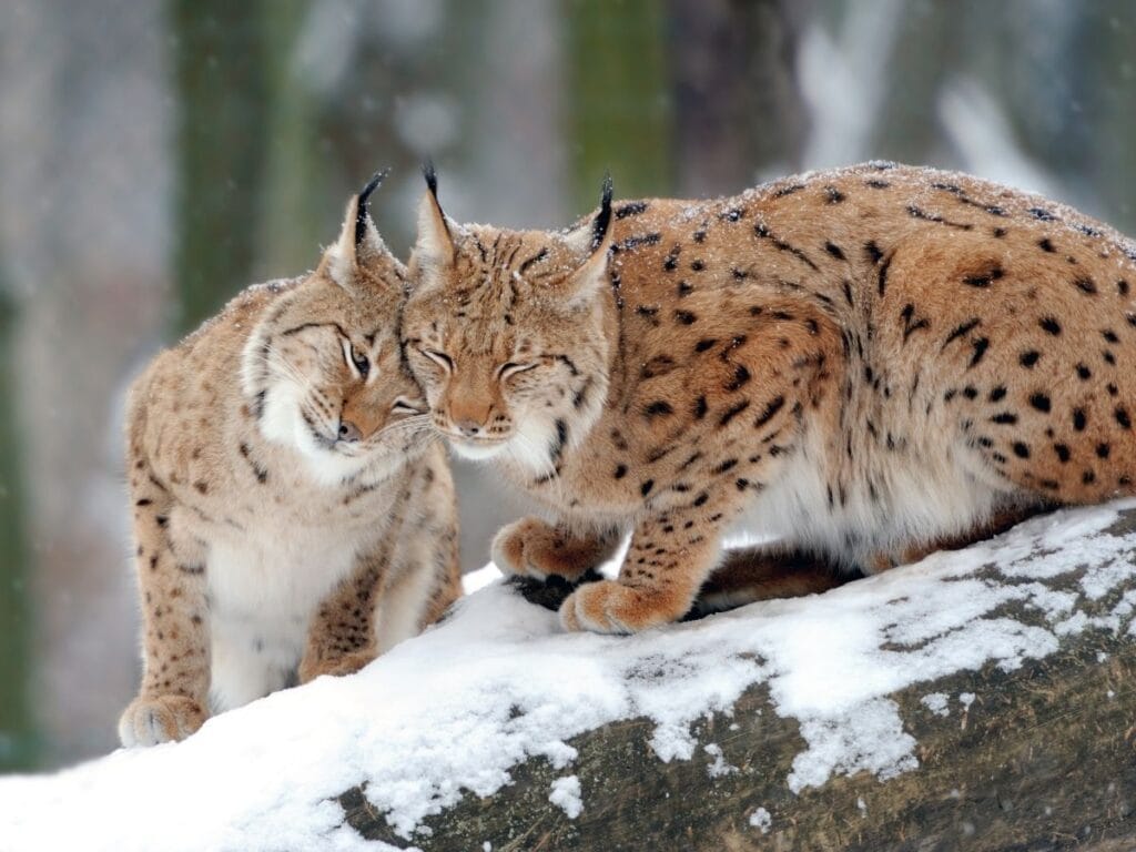 two eurasian lynxes