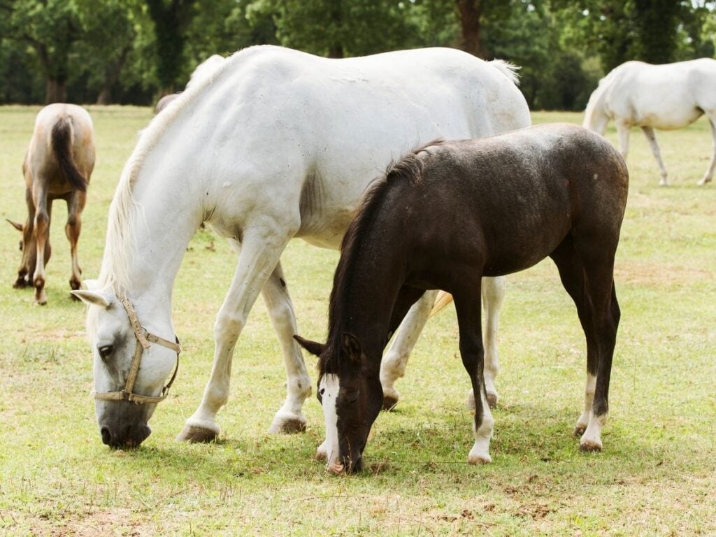 white Lipizzaner horse with bay foal that's a reddish-brown color