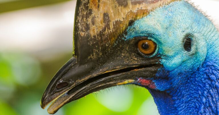 world's most dangerous bird, the southern cassowary