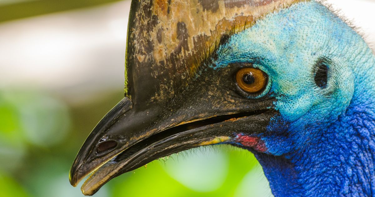 world's most dangerous bird, the southern cassowary