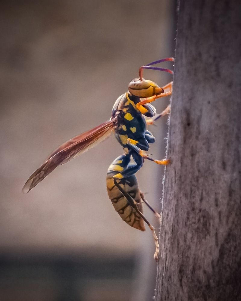 Asian Hornet