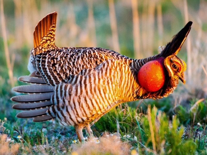 Attwater's Prairie Chicken