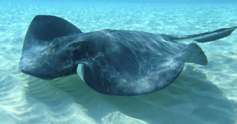 a stingray, one of the most dangerous animals in the dominican republic