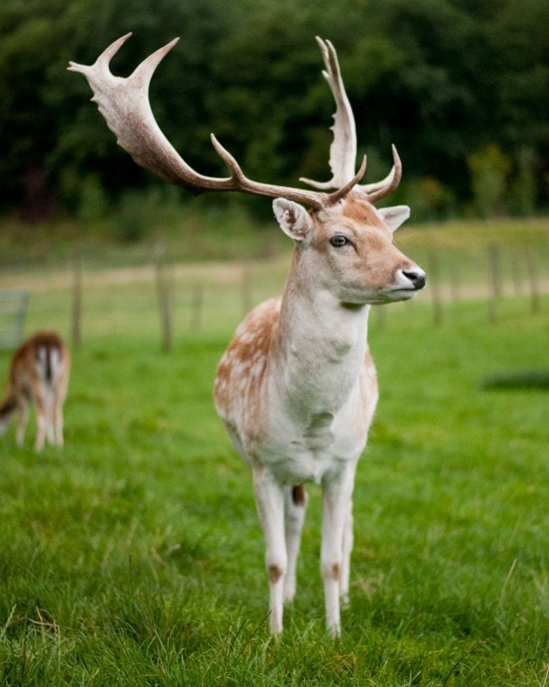 Fallow deer