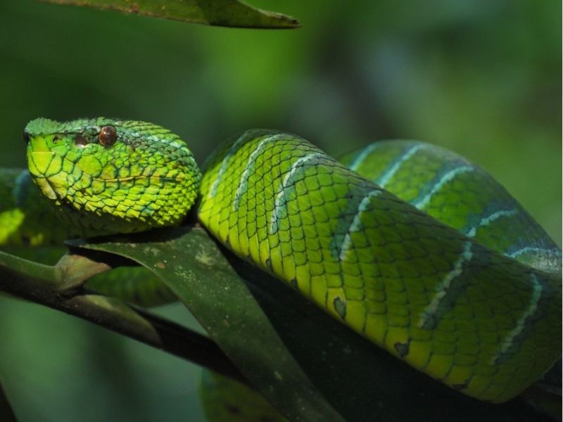 Green Pit Viper