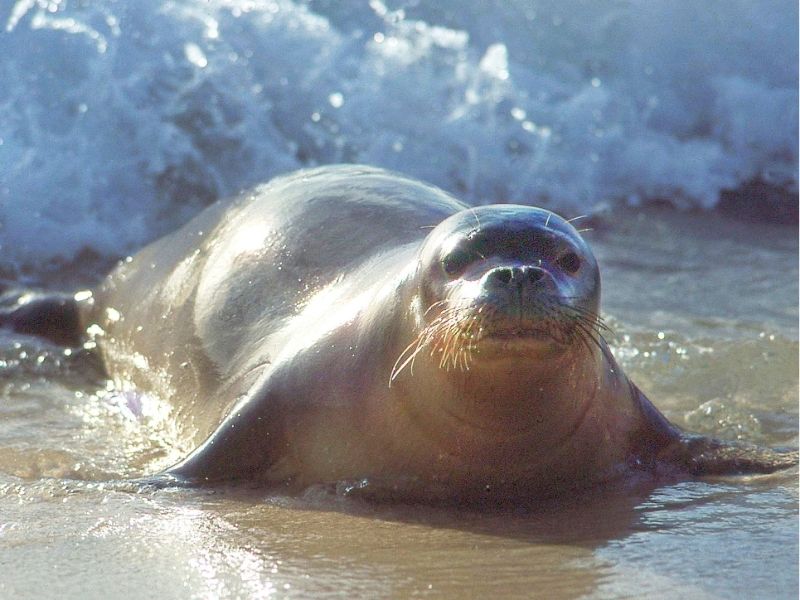 Hawaiian Monk Seal in the Pacific Ocean