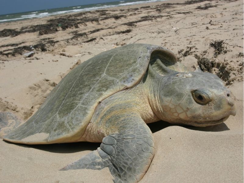 Kemp's Ridley Sea Turtle nesting on the beach