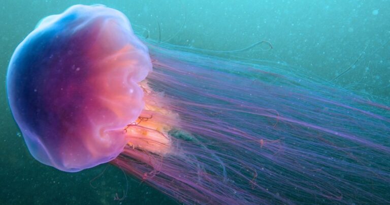 a Lion's Mane Jellyfish, one of the Most Dangerous Animals in Ireland