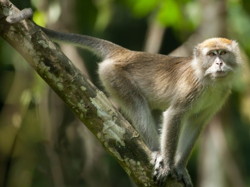 Long-tailed macaque in a tree