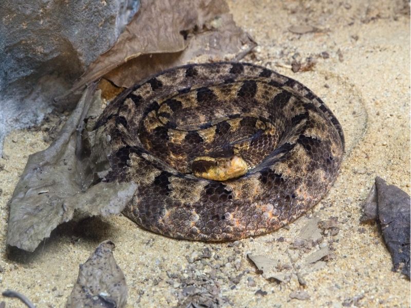 coiled Malayan Pit Viper