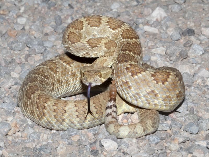 Mojave rattlesnake