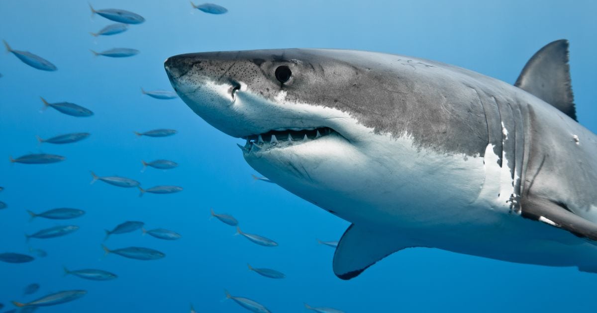 a shark, one of the Most Dangerous Animals in Hawaii