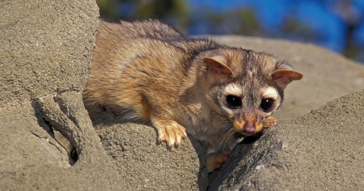 a ringtail cat, just one of the weird animals in texas