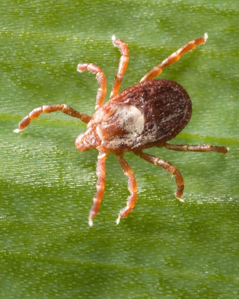 Rocky Mountain wood tick