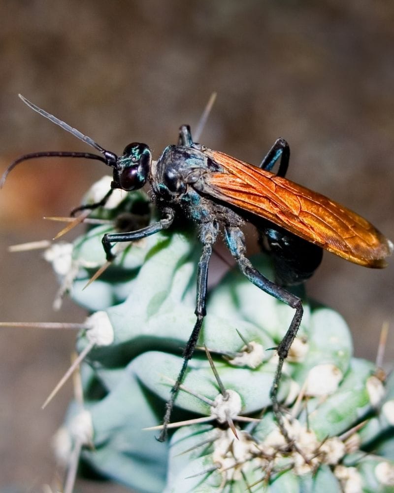 Tarantula Hawk wasp on a cactus