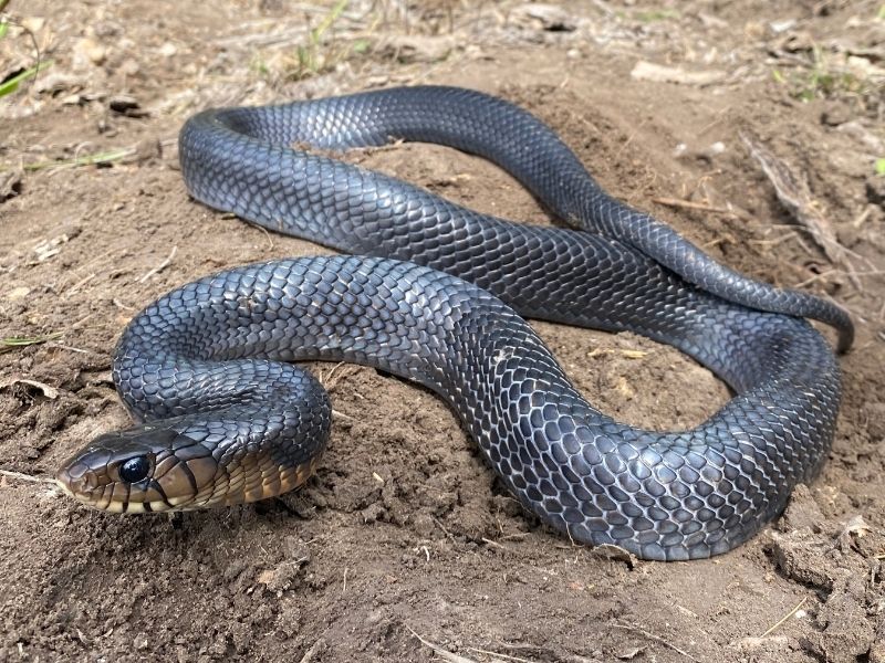 Texas Indigo Snake