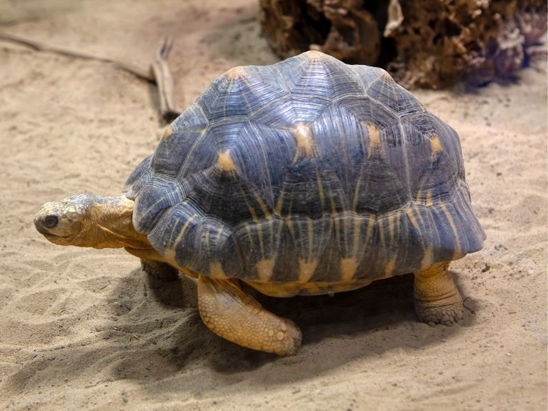 Texas Tortoise