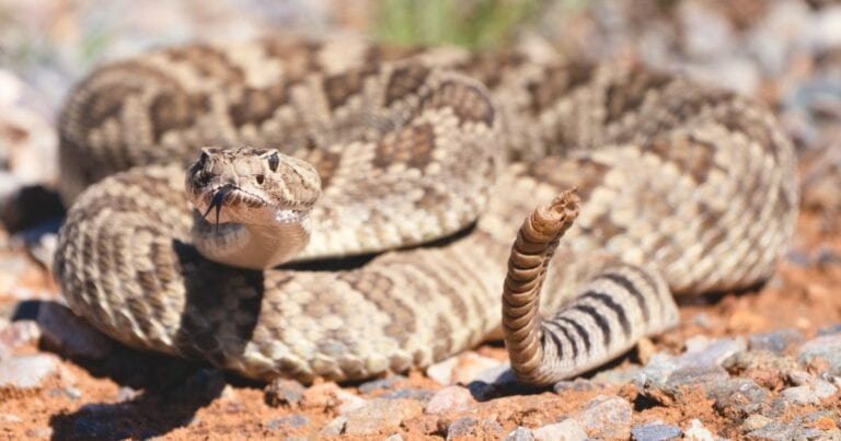 western diamondback rattlesnake, one of the most dangerous Animals in Phoenix