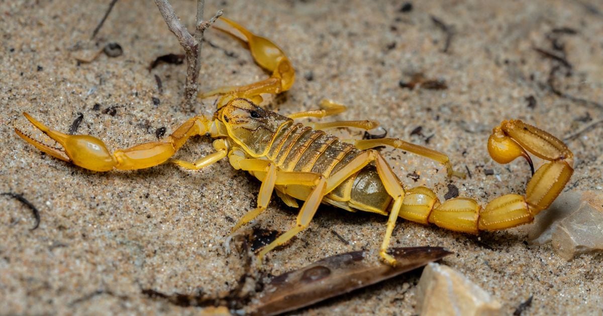 a yellow scorpion, one of the most dangerous animals in portugal