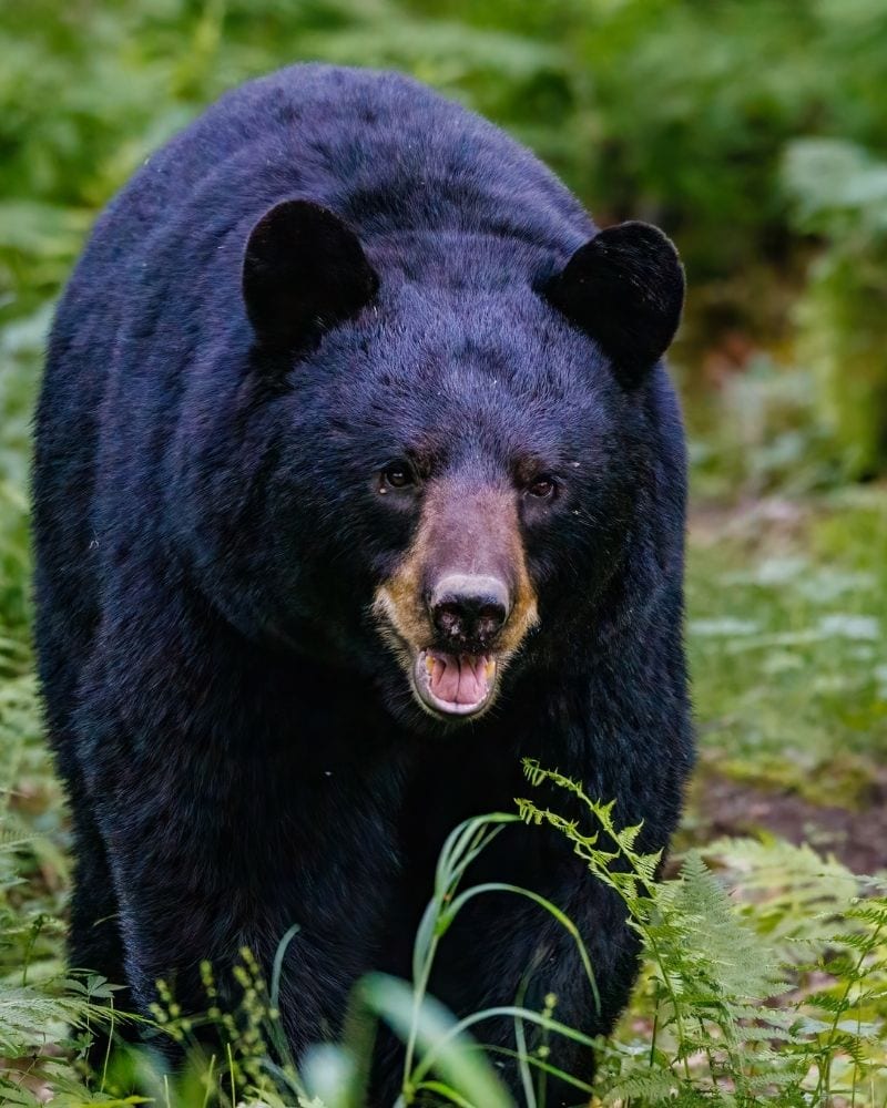 american Black Bear