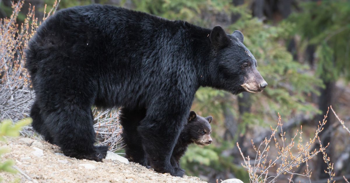 a black bear and cub, some of the most Dangerous Animals in the Great Smoky Mountains